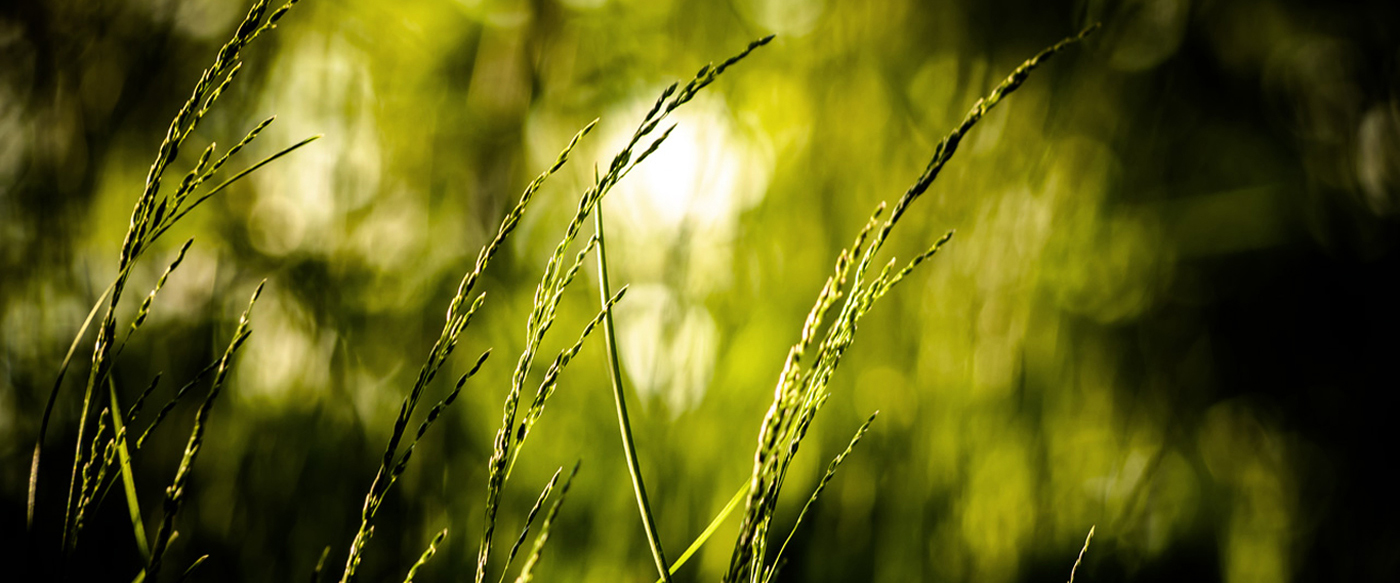 Nature One WordPress Theme